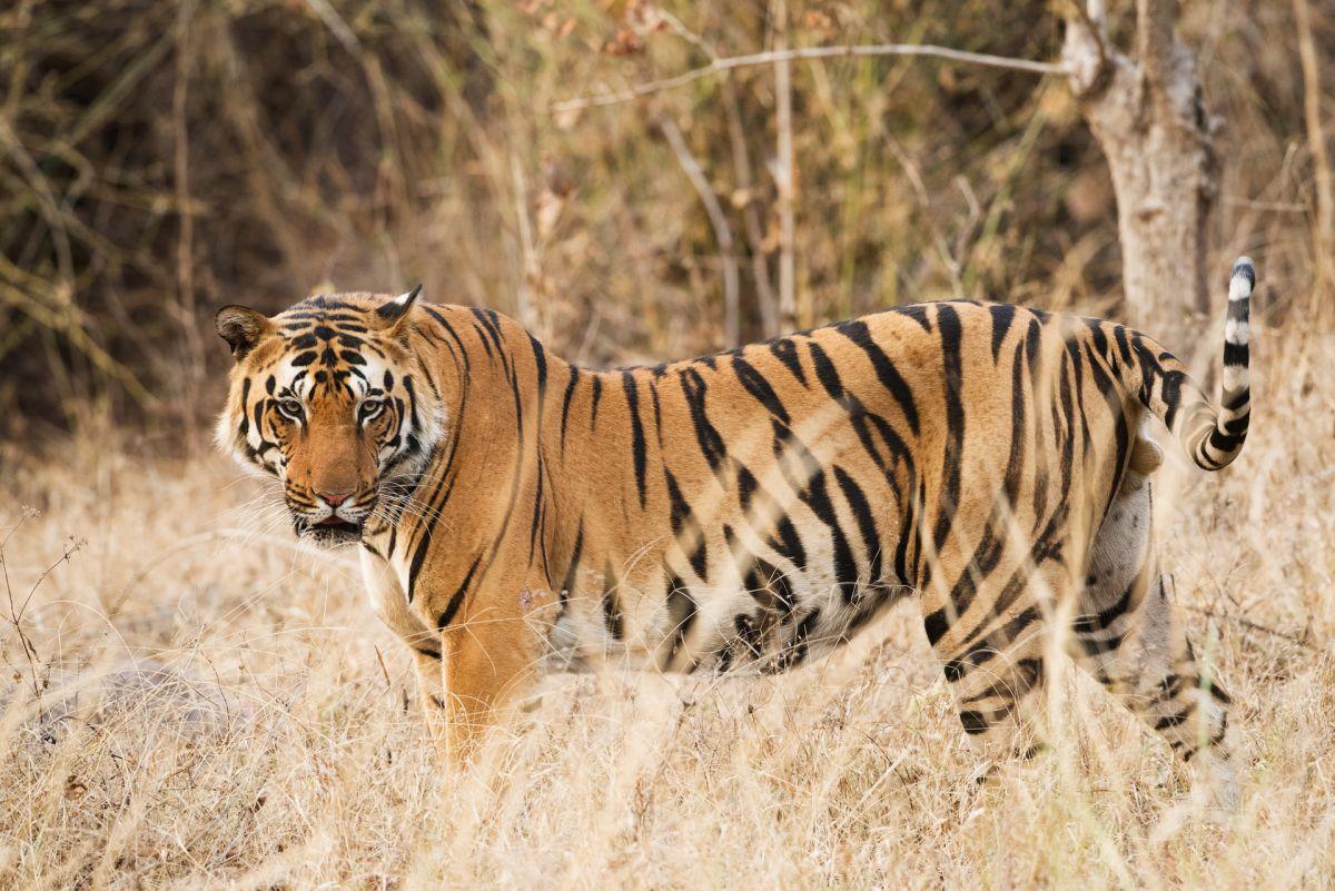 tigers are endangered animals in afghanistan