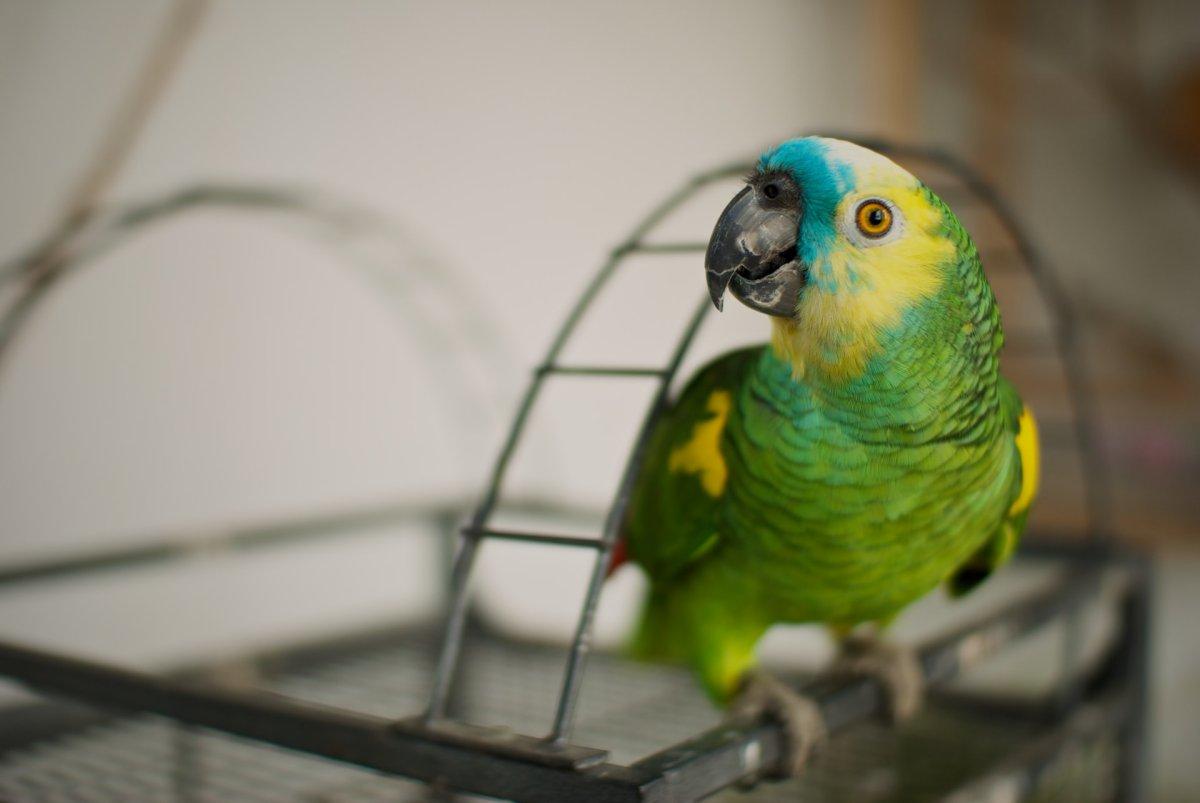 turquoise-fronted amazon