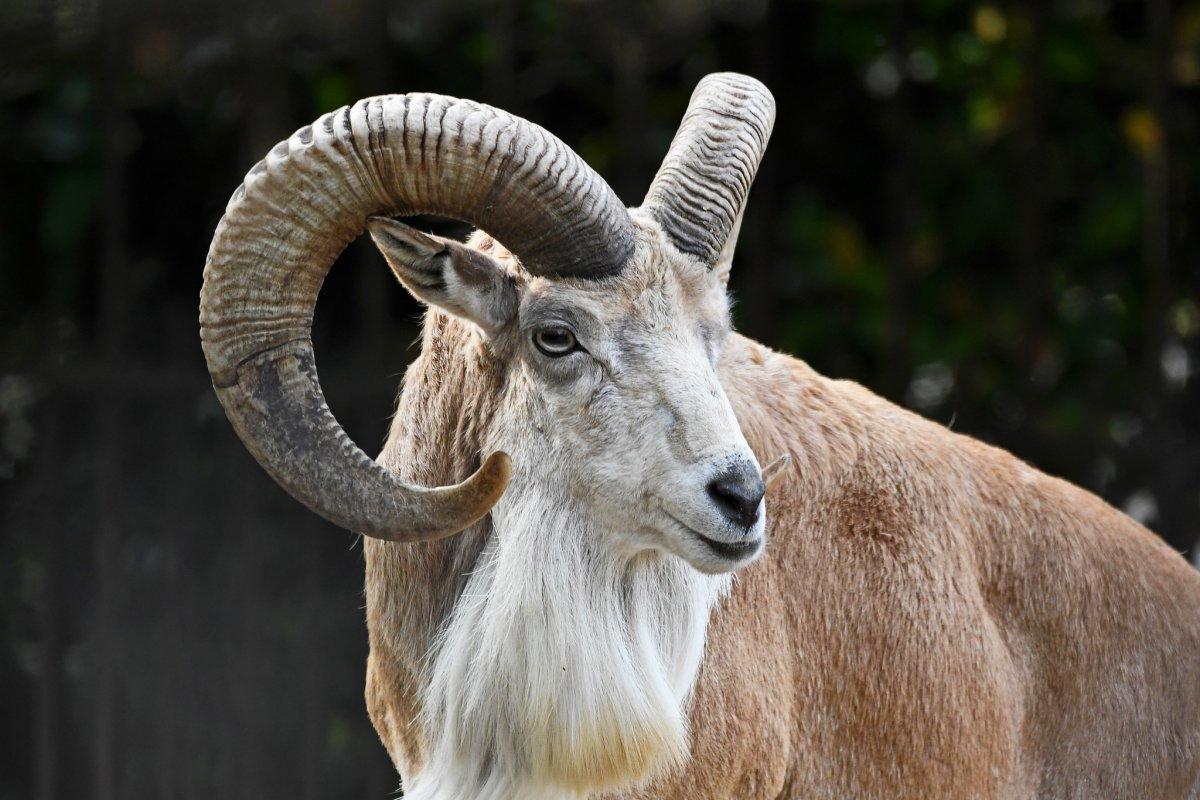 urial is among the popular animals in afghanistan