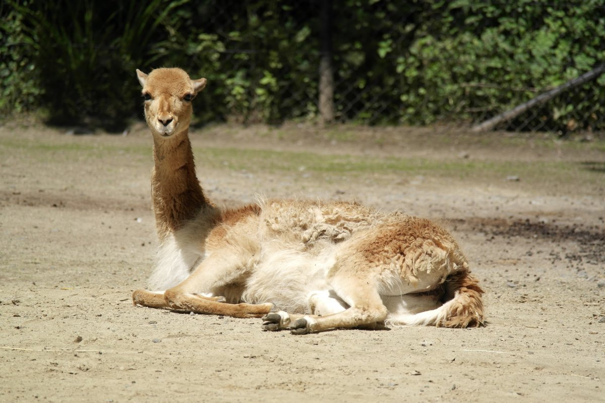 vicuña appears in the list of animals in chile