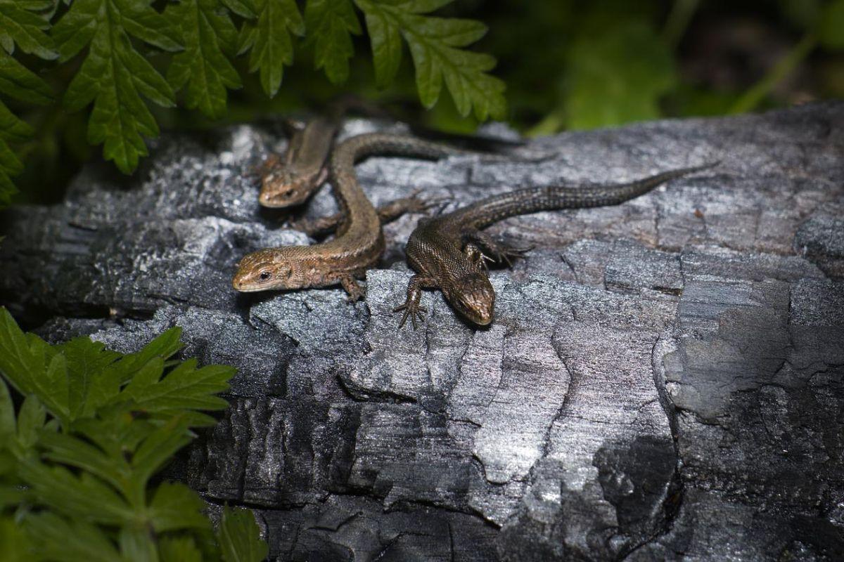 viviparous lizard is among the ireland animals