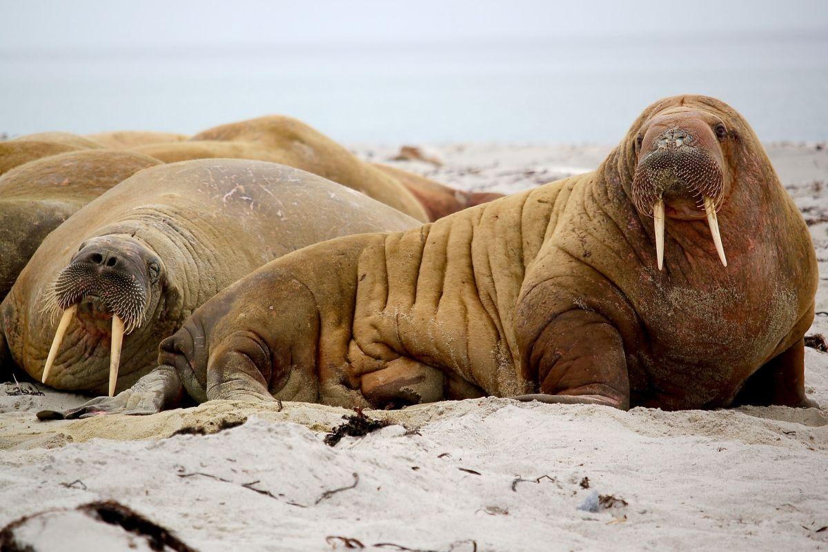 walrus is in the list of animals in ireland