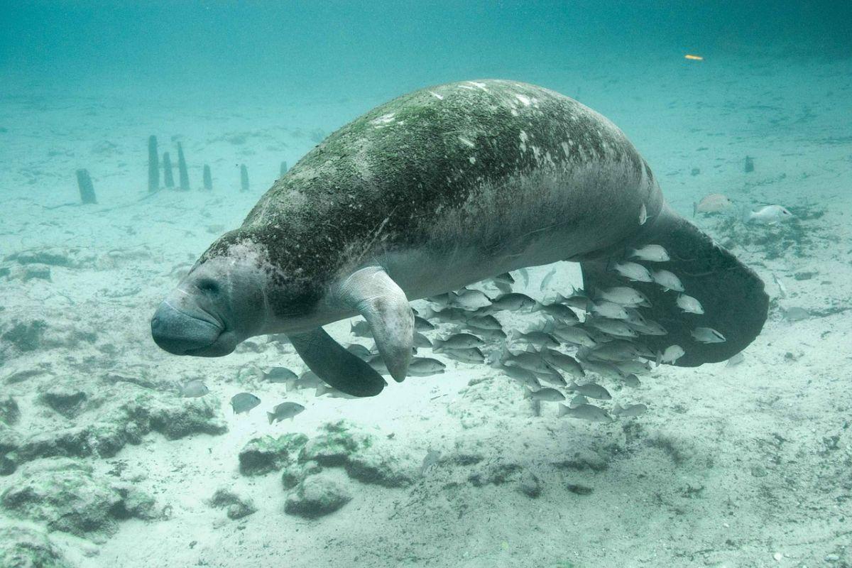 west indian manatee is one of the exotic animals in costa rica