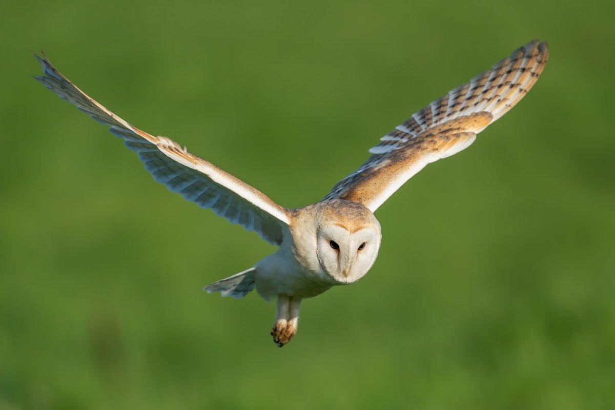 western barn owl flying