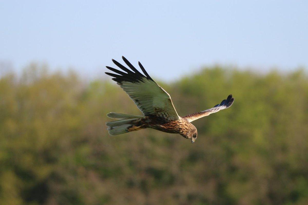 western marsh harrier