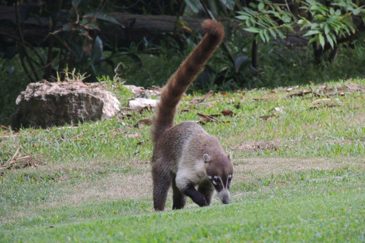 western mountain coati