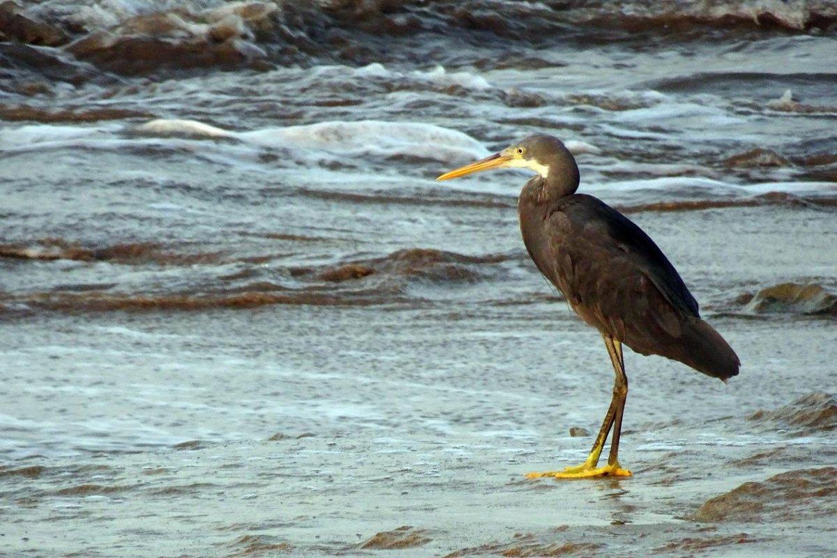 western reef heron is in the list of animals in bahrain