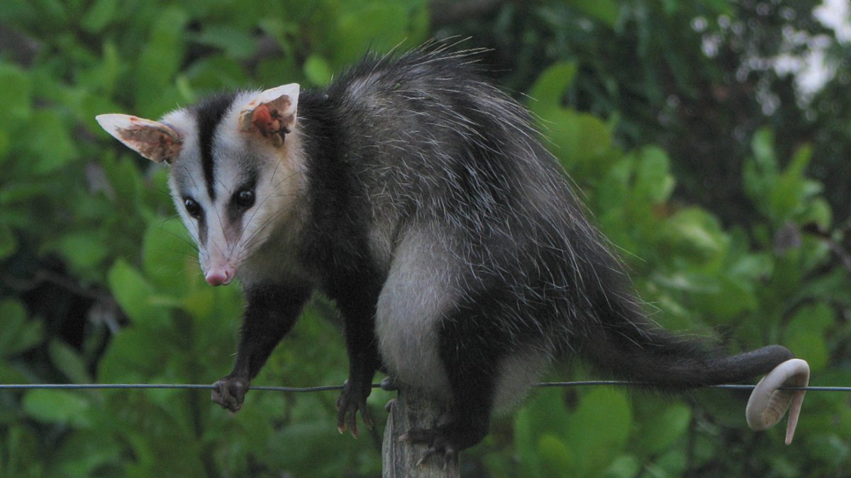 white-eared opossum