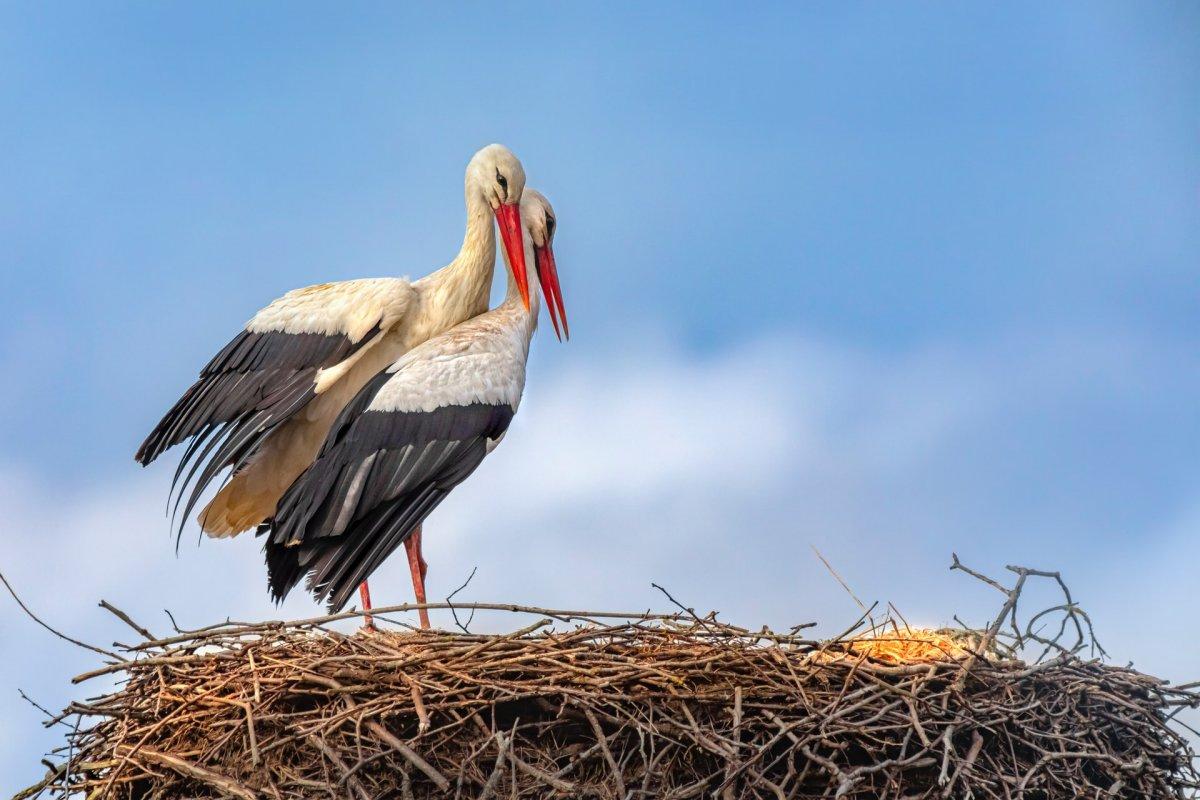 white stork can be found in the bulgaria wildlife
