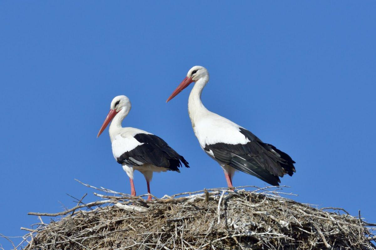 white stork in greece