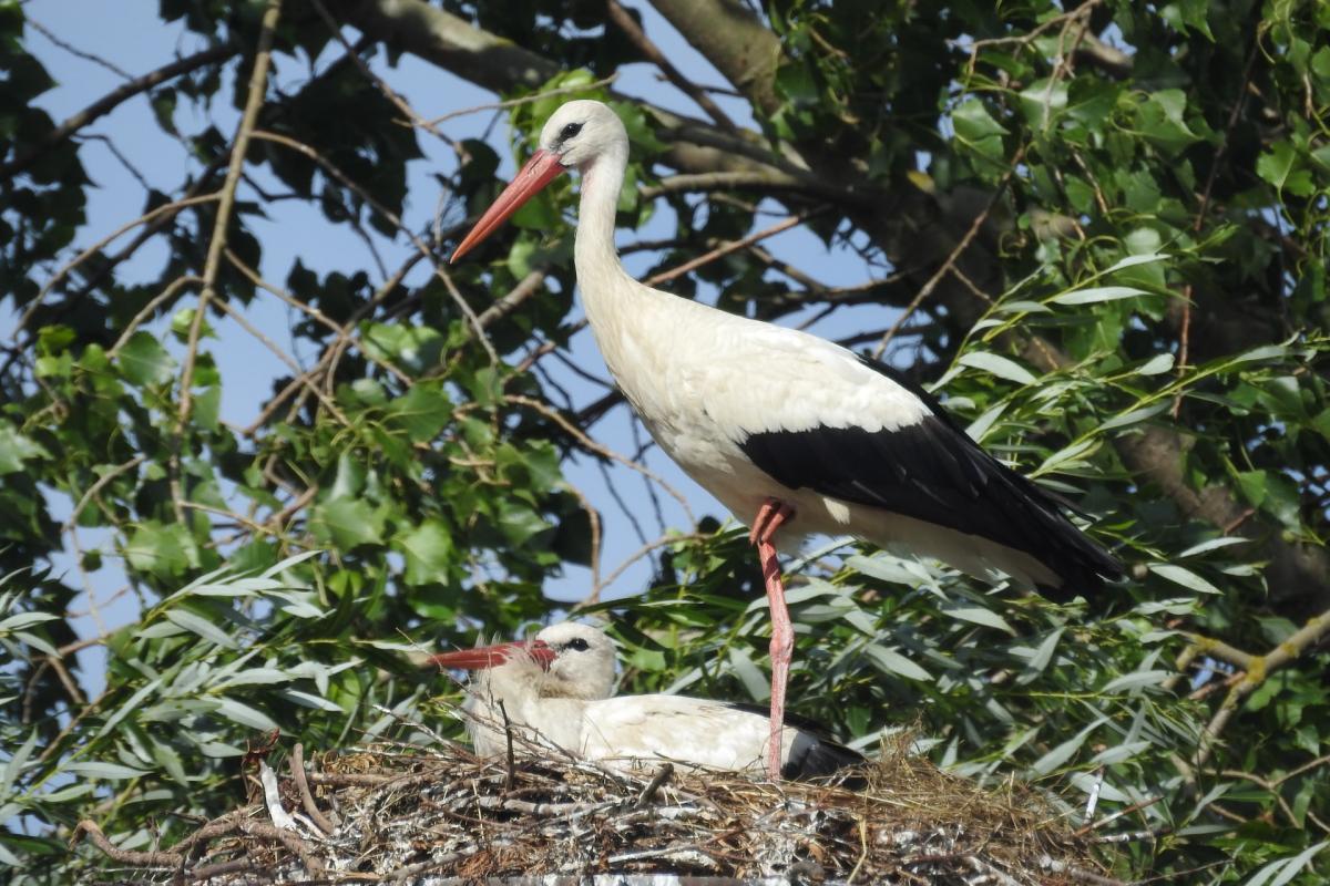 white stork is one of the native animals of france