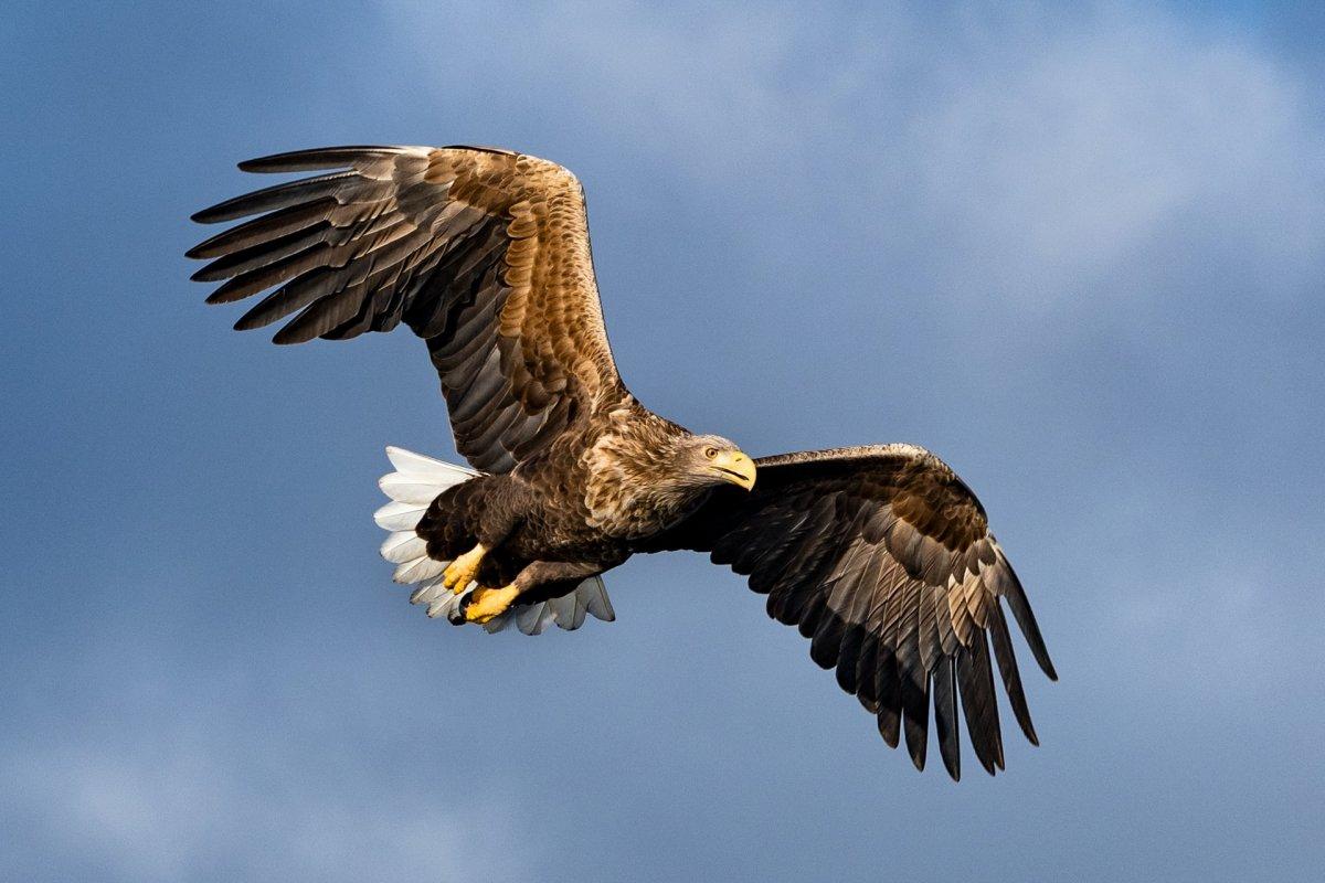 white-tailed eagle is one of the native animals in germany