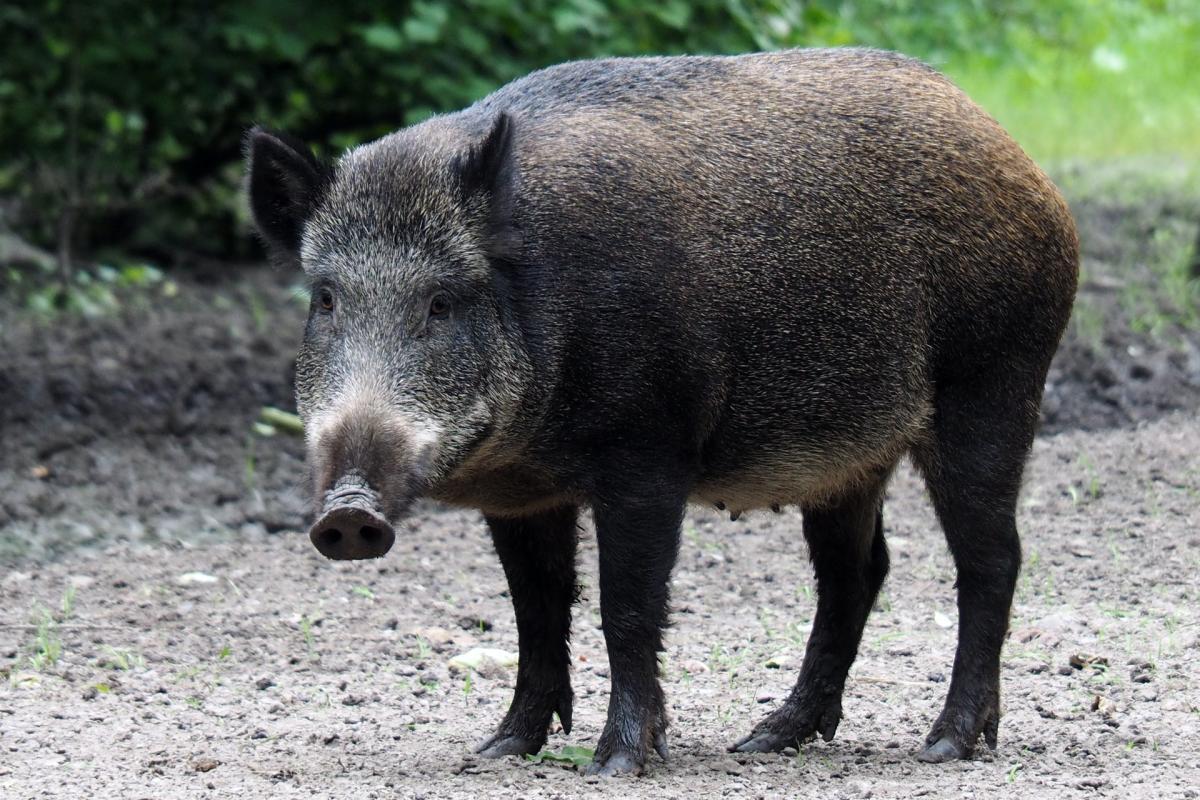 wild boar in germany