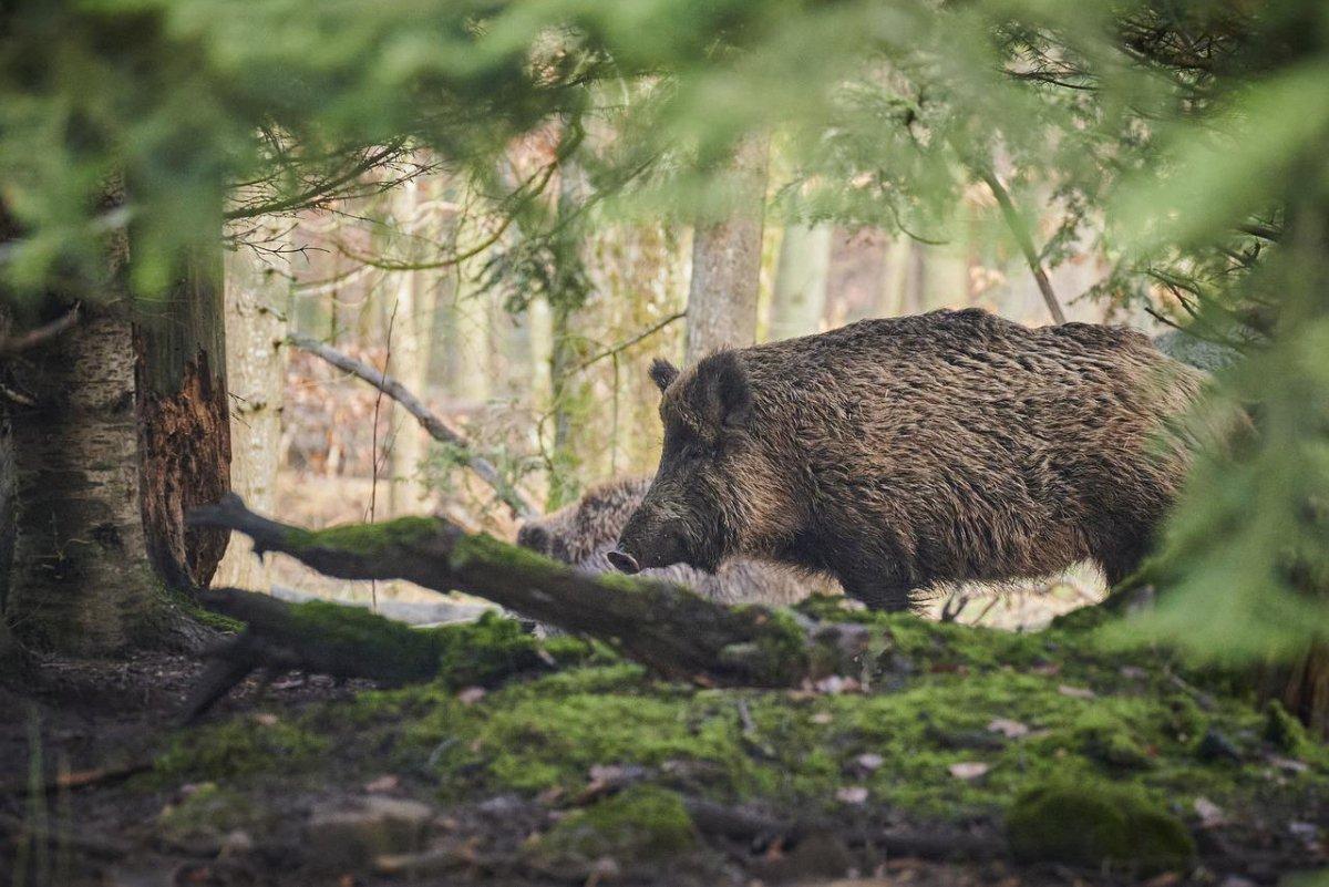wild boar is in the croatia animals list