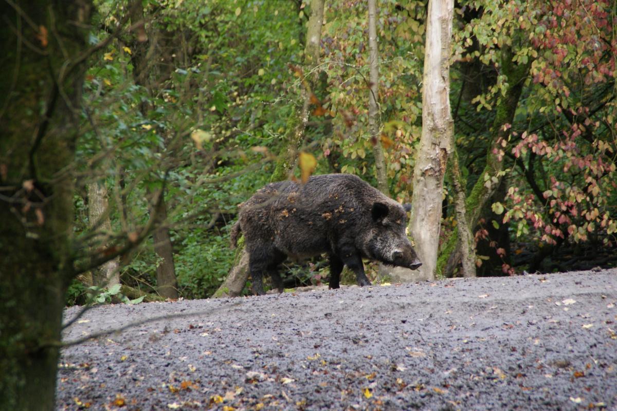 wild boar is one of the native georgia animals