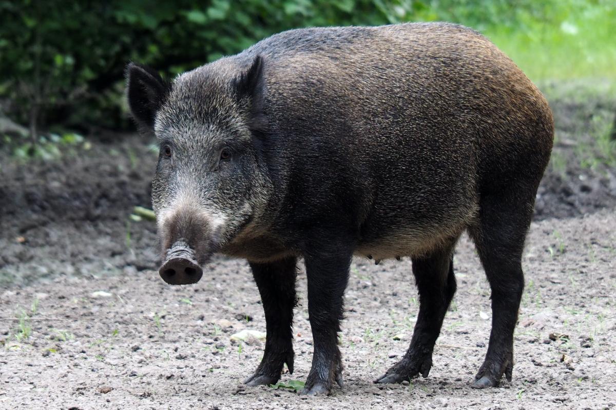 wild boar is part of the belgium wildlife