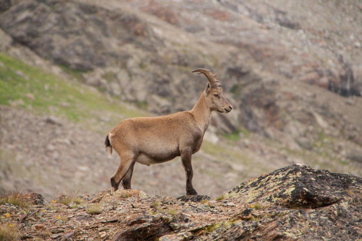 wild goat is a common afghanistan animal