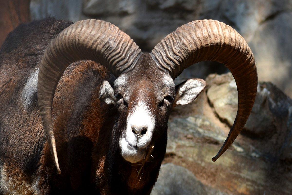 wild goat is one of the animals in armenia