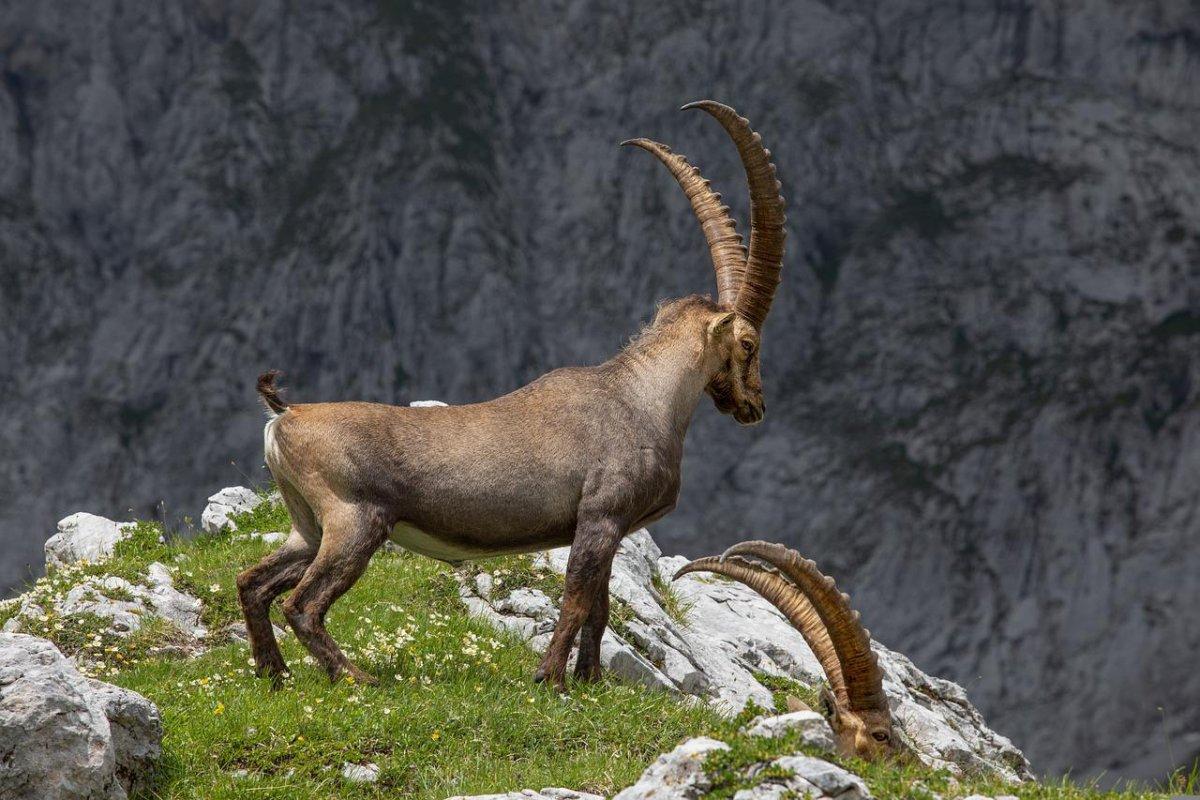 wild goat is part of the wildlife of iraq