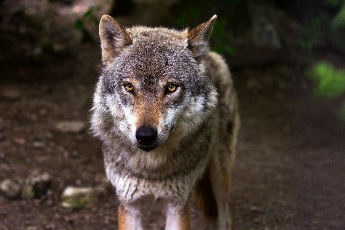 wolf is one of hte protected animals in croatia