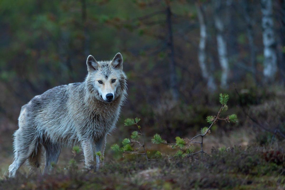 wolf is the national animal of georgia