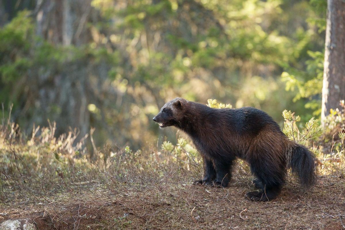 wolverine is among the common animals in estonia