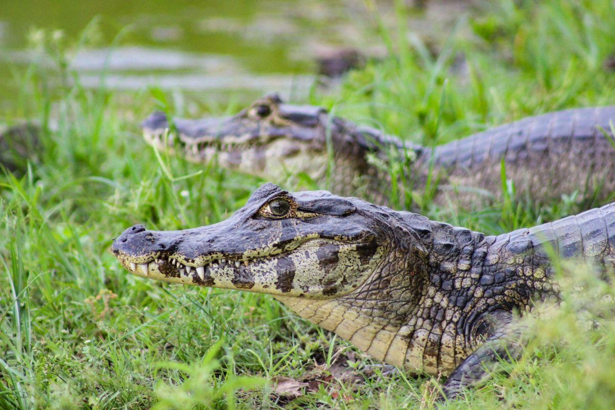 yacare caiman is one of the argentina native animals