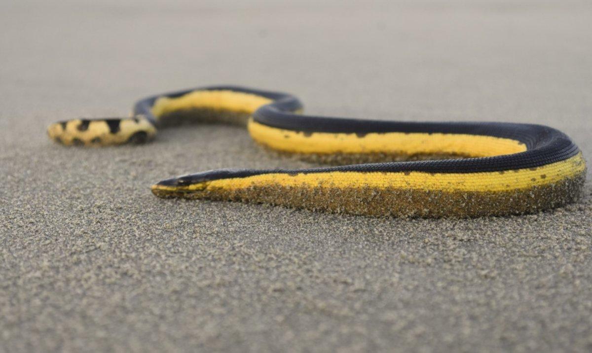 yellow-bellied sea snake is part of the wildlife in ecuador is among the animals native to ecuador