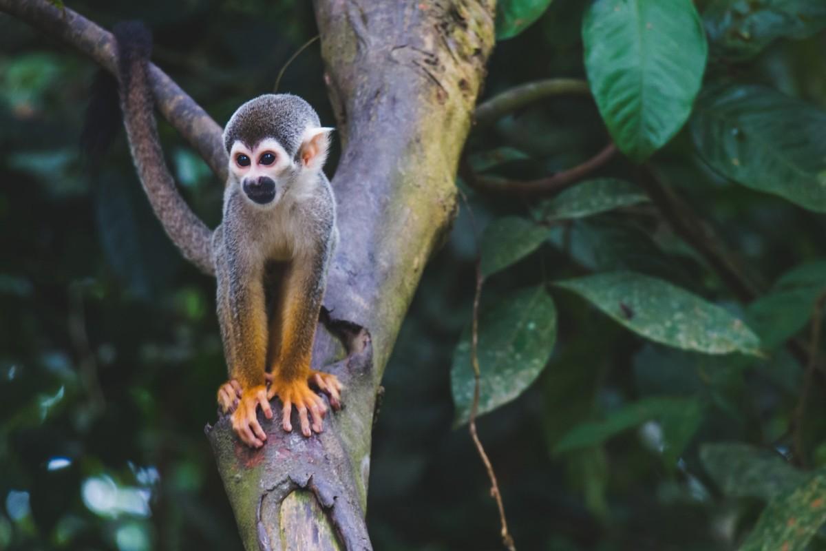 35 Wild Animals in Colombia [Wildlife in Colombia]