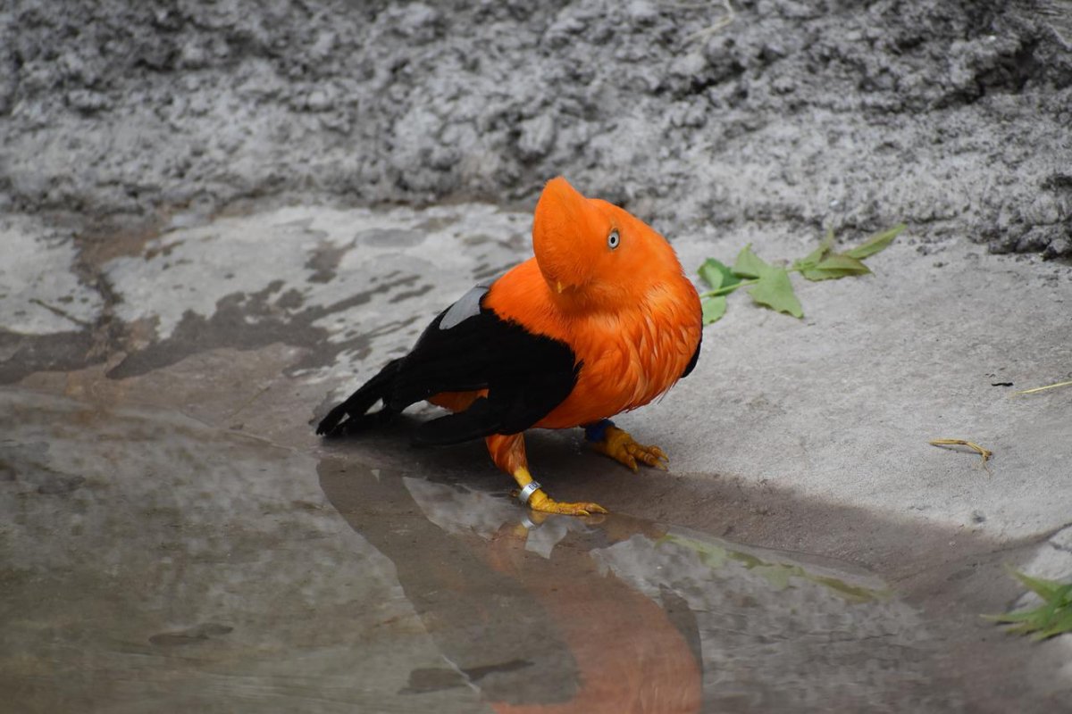 24 Wild Animals in Peru [Wildlife in Peru] 