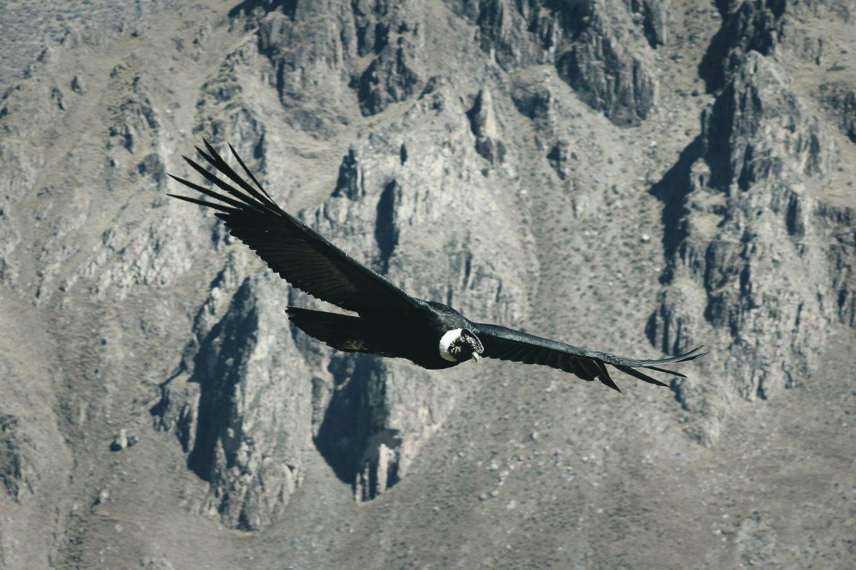 andean condor is the national animal of colombia