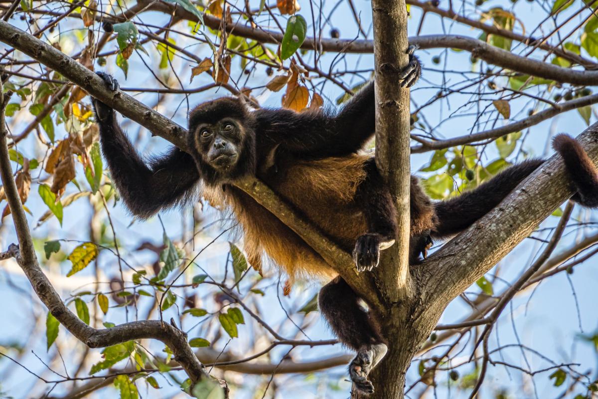 brown spider monkey is in the colombian rainforest animals