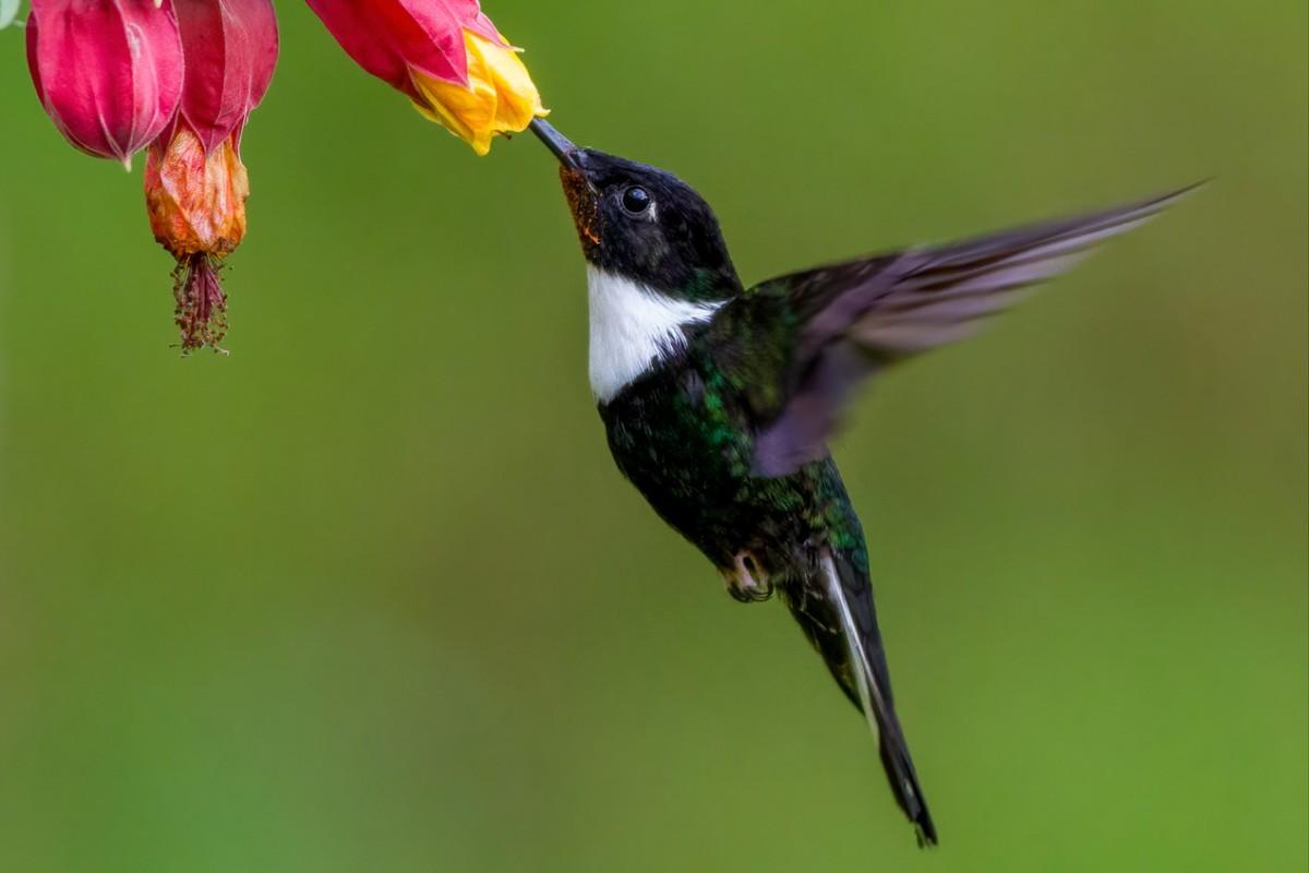 collared inca is part of the animals in colombia south america