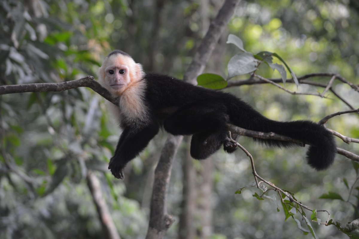 colombian white-faced capuchin
