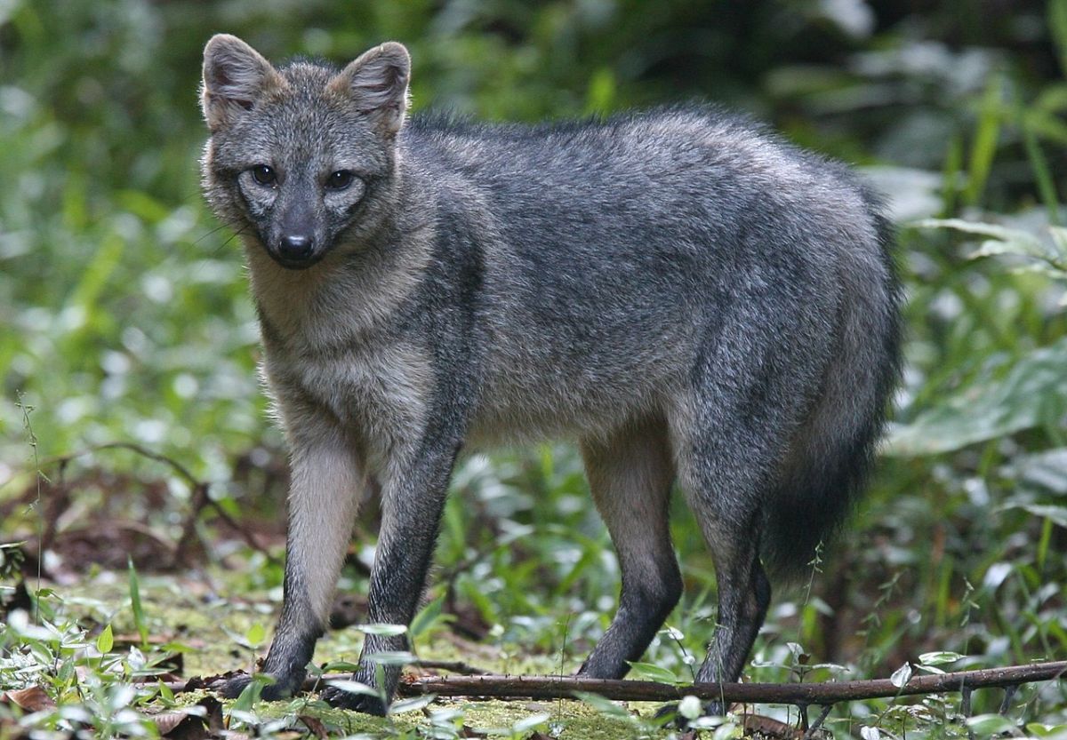 crab eating fox is among the animals that live in colombia