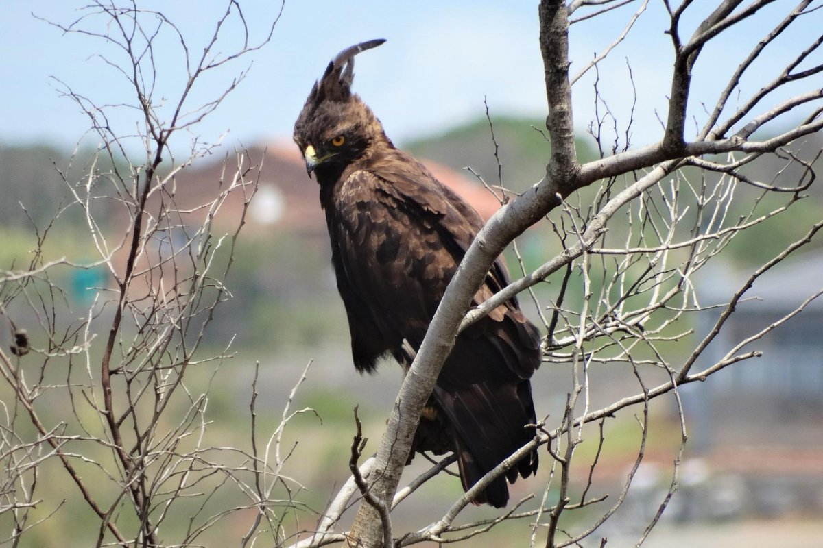 crested eagle is one of the wild animals in colombia