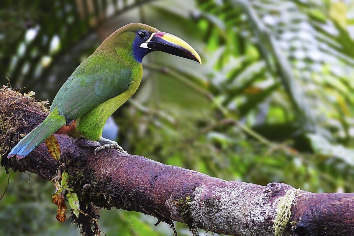 emerald toucanet is one of colombia native animals