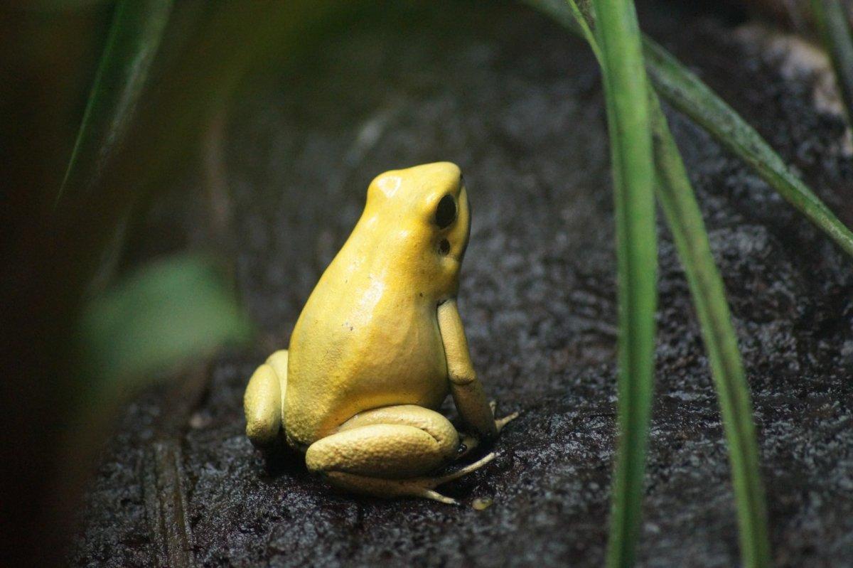 golden poison frog is part of the colombia wildlife