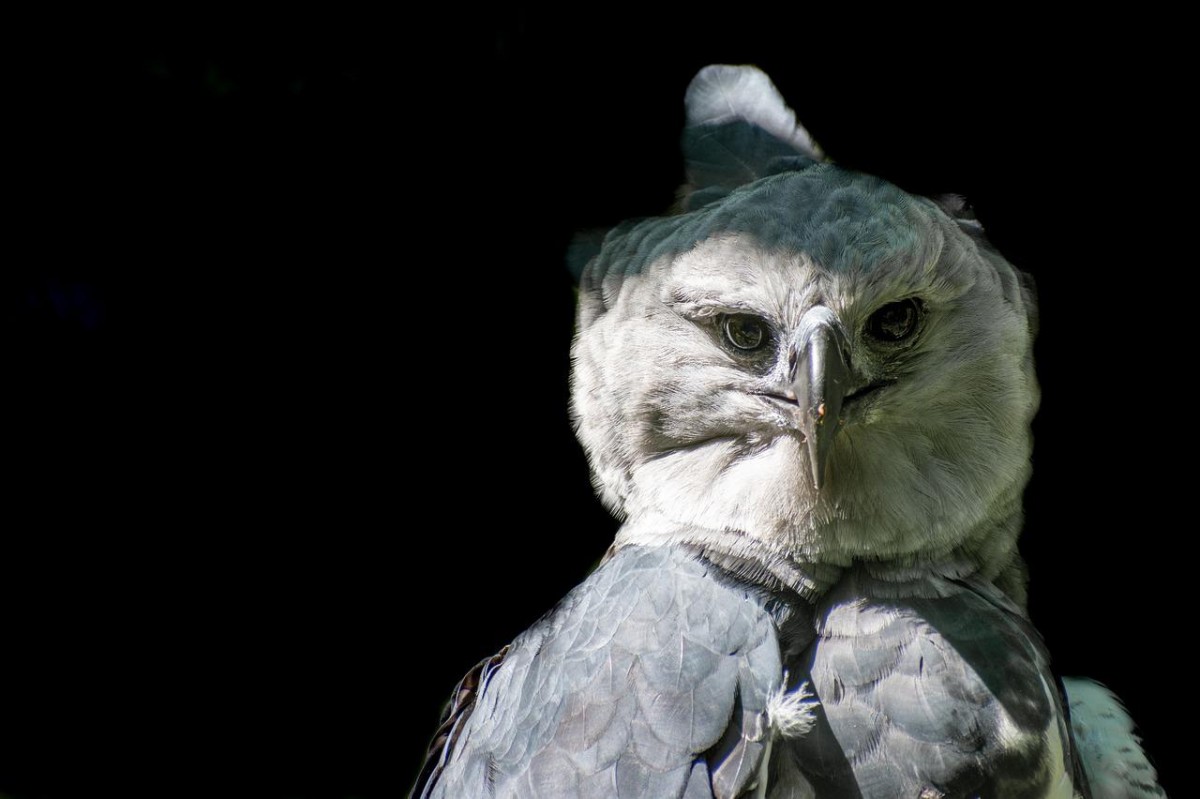 harpy eagle is one of the animals native to colombia
