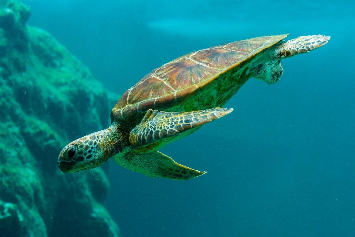 hawksbill sea turtle is among the endangered animals in guatemala