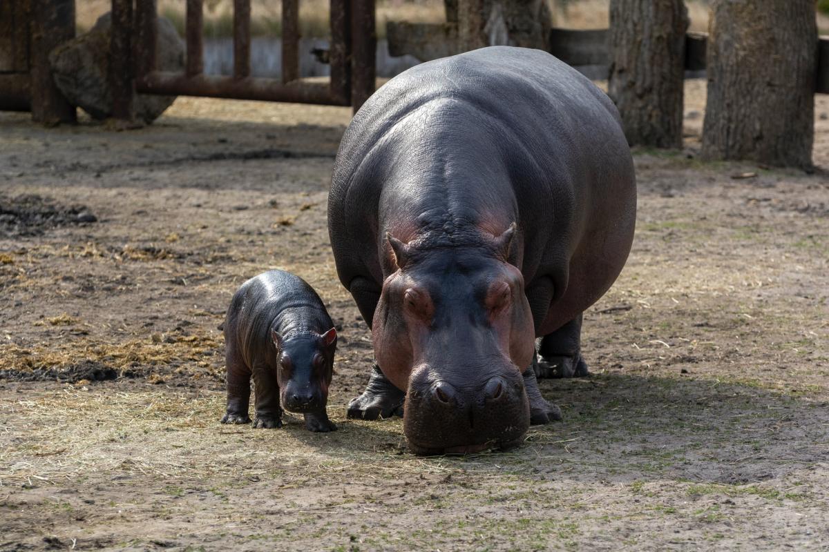 hippopotamus is part of the wildlife in colombia