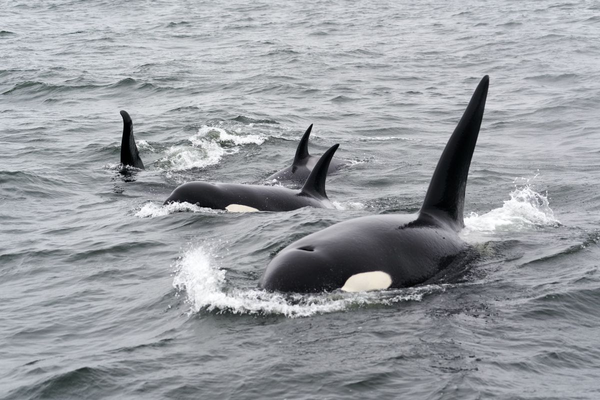 orca is one of the native animals in colombia