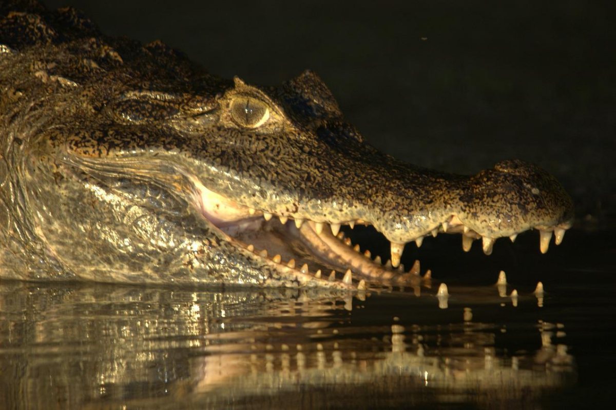 orinoco crocodile is one of the endangered animals in colombia