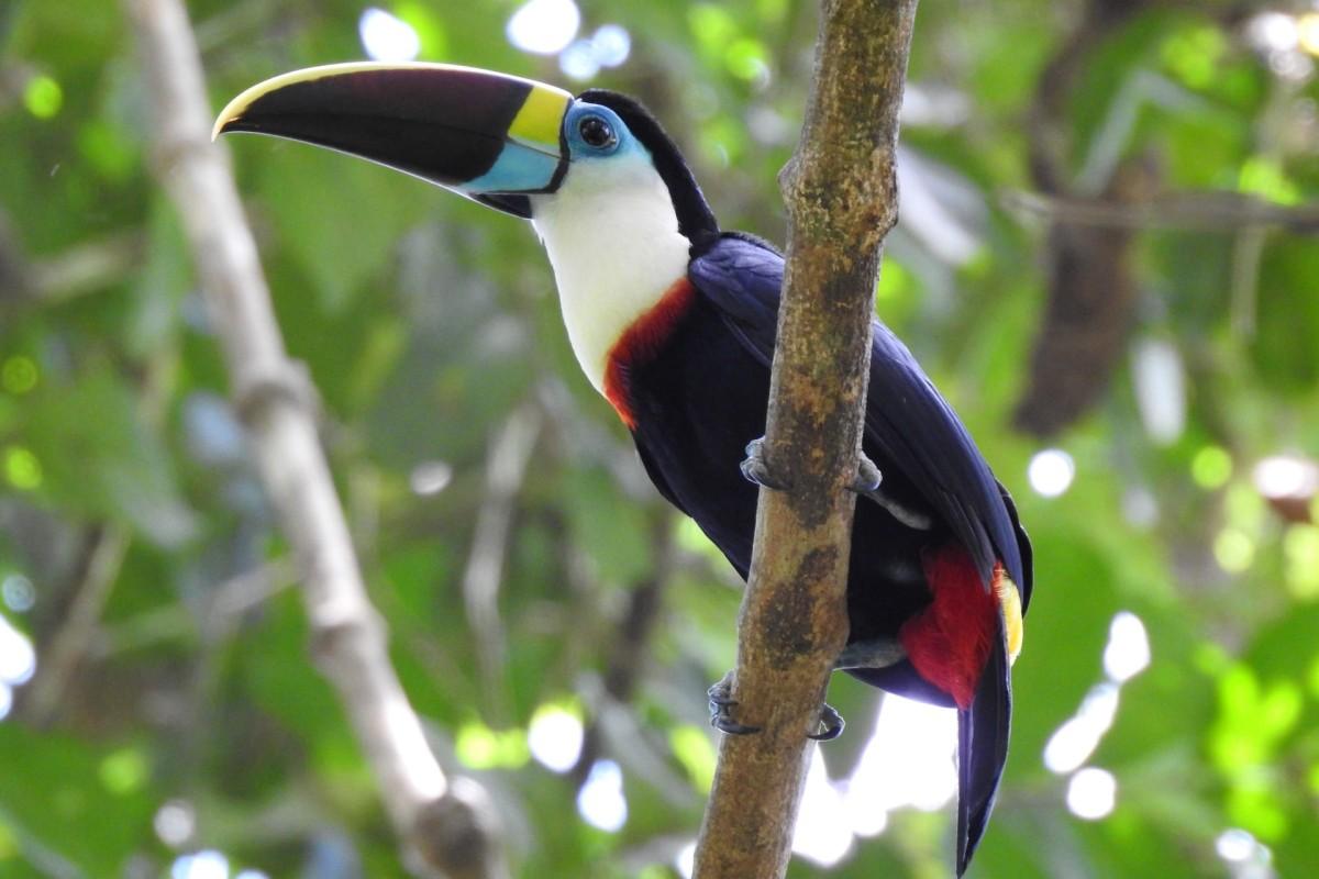 the white-throated toucan is among the colombia animals
