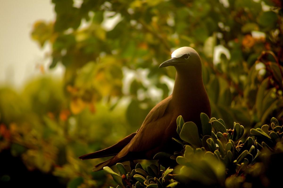 10 Wild Animals in Antigua And Barbuda [Wildlife in Antigua And Barbuda]