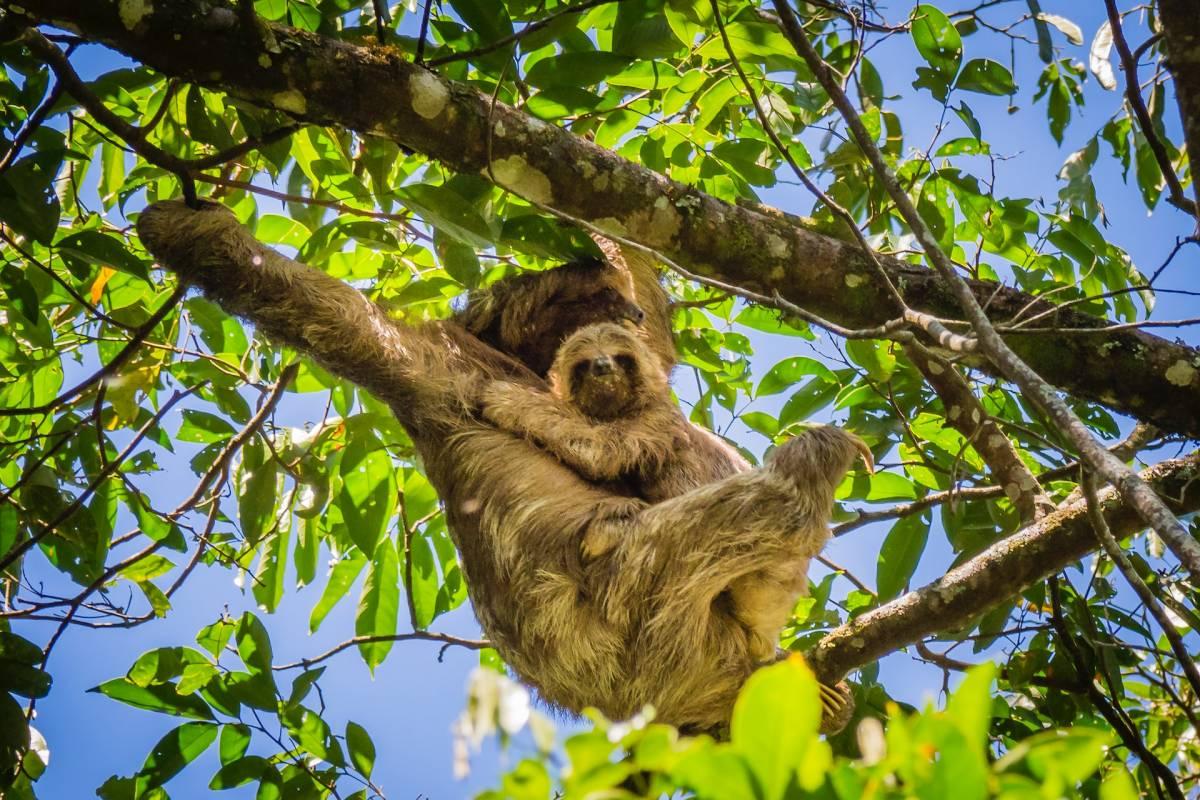 13 Wild Animals in Nicaragua [Wildlife in Nicaragua]