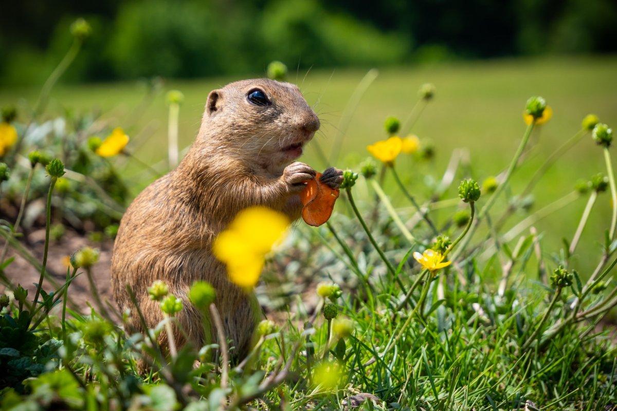 13 Wild Animals in Slovakia [Wildlife in Slovakia]