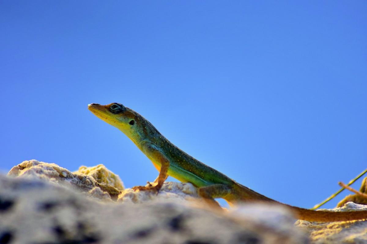 15 Wild Animals in Barbados [Wildlife in Barbados]