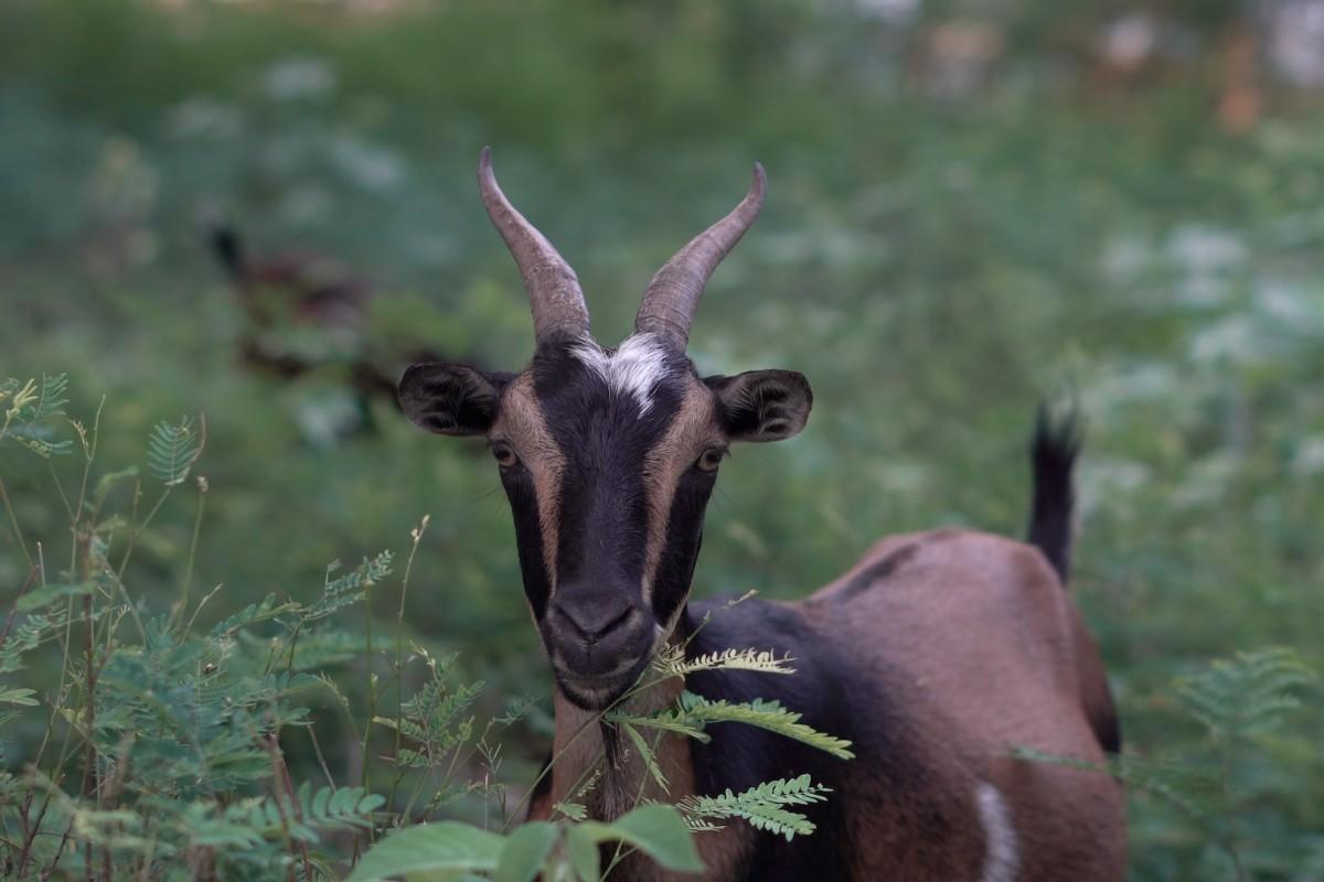 16 Wild Animals in Haiti [Wildlife in Haiti]