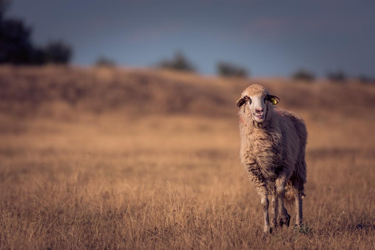 16 Wild Animals in Romania [Wildlife in Romania]